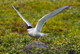 Arctic tern